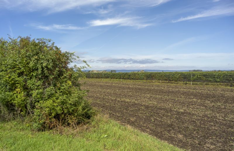 Clearing Land Near Fairhope