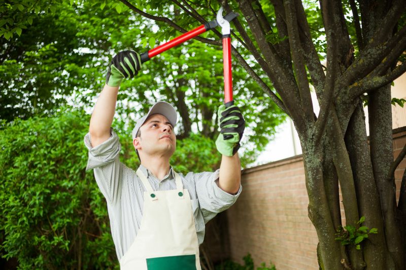 Specialized Tree Removal Services