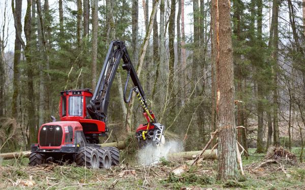Forest Clearance Service in Fairhope