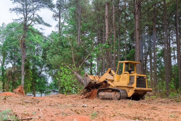 Undergrowth Removal in Fairhope